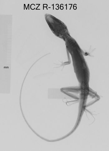 Media type: image;   Herpetology R-136176 Aspect: dorsoventral x-ray
